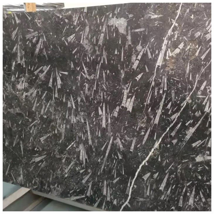 Sea Shell Black Marble Slabs